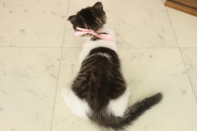 岡山県のスコティッシュフォールド (Coo&RIKU岡山店/2025年9月28日生まれ/女の子/ブラウンタビーホワイト)の子猫の4枚目の画像