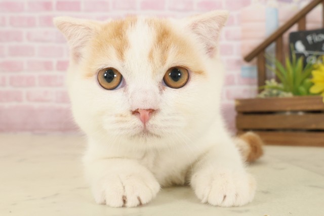 長崎県のスコティッシュフォールド (Coo&RIKU大村店/2025年8月19日生まれ/男の子/レッドタビーホワイト)の子猫の1枚目の画像