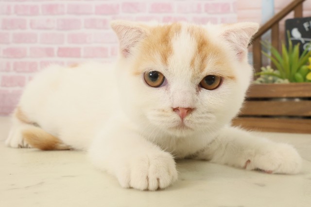 長崎県のスコティッシュフォールド (Coo&RIKU大村店/2025年8月19日生まれ/男の子/レッドタビーホワイト)の子猫の2枚目の画像