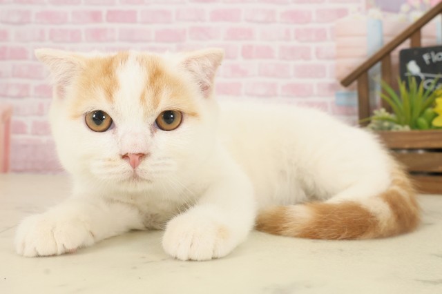 長崎県のスコティッシュフォールド (Coo&RIKU大村店/2025年8月19日生まれ/男の子/レッドタビーホワイト)の子猫の3枚目の画像