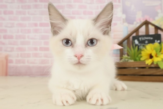 福岡県のラグドール (Coo&RIKU黒崎店/2025年8月27日生まれ/女の子/ブルーリンクスポイントバイカラー)の子猫