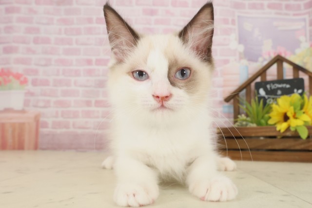 熊本県のラグドール (Coo&RIKU宇土シティモール店/2025年8月27日生まれ/男の子/シールポイントバイカラー)の子猫の1枚目の画像