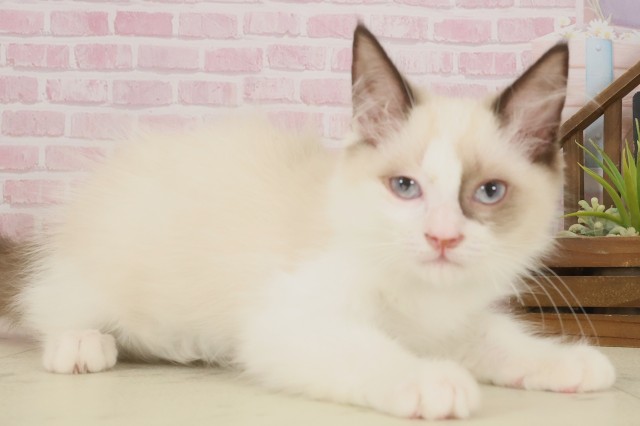 熊本県のラグドール (Coo&RIKU宇土シティモール店/2025年8月27日生まれ/男の子/シールポイントバイカラー)の子猫の2枚目の画像