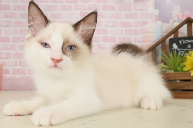 熊本県のラグドール (Coo&RIKU宇土シティモール店/2025年8月27日生まれ/男の子/シールポイントバイカラー)の子猫の3枚目の画像