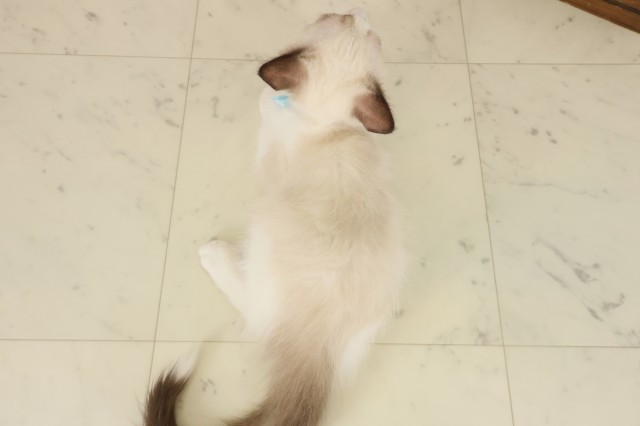 熊本県のラグドール (Coo&RIKU宇土シティモール店/2025年8月27日生まれ/男の子/シールポイントバイカラー)の子猫の4枚目の画像