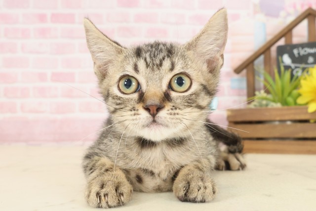 徳島県のマンチカン (Coo&RIKU徳島店/2025年8月18日生まれ/男の子/ブラウンタビー)の子猫