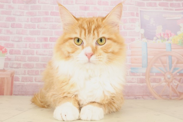 大分県のメインクーン (Coo&RIKU大分店/2025年3月13日生まれ/男の子/レッドタビーホワイト)の子猫