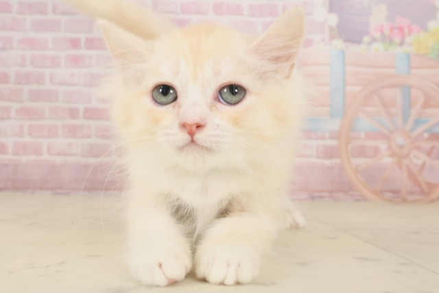 熊本県のサイベリアン (Coo&RIKUカリーノ玉名店/2025年8月19日生まれ/男の子/クリームタビーホワイト)の子猫の1枚目の画像