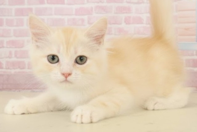 熊本県のサイベリアン (Coo&RIKUカリーノ玉名店/2025年8月19日生まれ/男の子/クリームタビーホワイト)の子猫の3枚目の画像