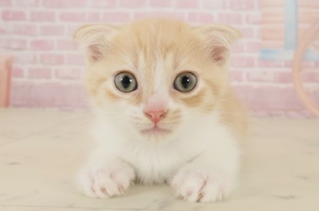 高知県のスコティッシュフォールド (Coo&RIKU高知御座店/2025年9月24日生まれ/男の子/レッドタビーホワイト)の子猫の1枚目の画像