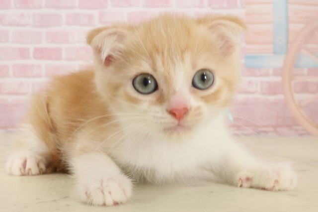 高知県のスコティッシュフォールド (Coo&RIKU高知御座店/2025年9月24日生まれ/男の子/レッドタビーホワイト)の子猫の2枚目の画像