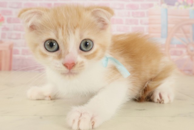 高知県のスコティッシュフォールド (Coo&RIKU高知御座店/2025年9月24日生まれ/男の子/レッドタビーホワイト)の子猫の3枚目の画像