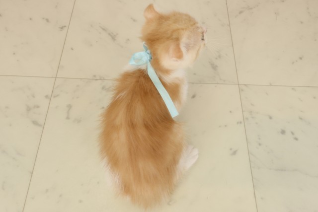 高知県のスコティッシュフォールド (Coo&RIKU高知御座店/2025年9月24日生まれ/男の子/レッドタビーホワイト)の子猫の4枚目の画像