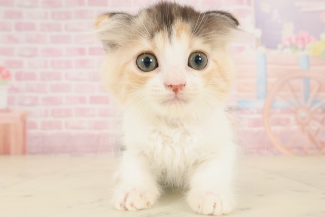 広島県のスコティッシュフォールド (Coo&RIKU東広島店/2025年9月24日生まれ/女の子/キャリコ)の子猫の1枚目の画像