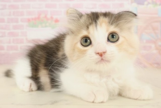 広島県のスコティッシュフォールド (Coo&RIKU東広島店/2025年9月24日生まれ/女の子/キャリコ)の子猫の2枚目の画像