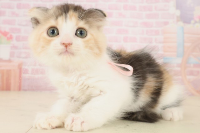 広島県のスコティッシュフォールド (Coo&RIKU東広島店/2025年9月24日生まれ/女の子/キャリコ)の子猫の3枚目の画像