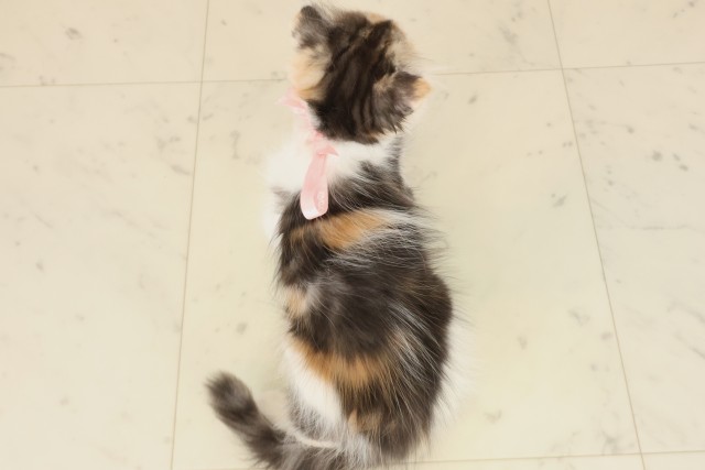 広島県のスコティッシュフォールド (Coo&RIKU東広島店/2025年9月24日生まれ/女の子/キャリコ)の子猫の4枚目の画像