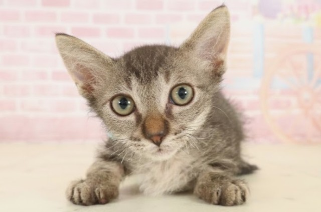 福岡県のスクーカム(スクークム) (Coo&RIKU大牟田店/2025年9月13日生まれ/男の子/ブラウンタビー)の子猫