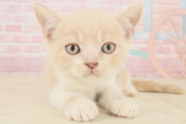 ブリティッシュショートヘアー