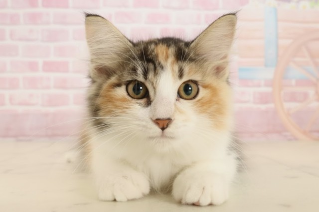 岡山県のノルウェージャンフォレストキャット (Coo&RIKU岡山店/2025年8月21日生まれ/女の子/トービーホワイト)の子猫の1枚目の画像