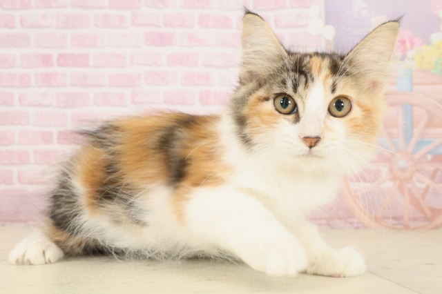 岡山県のノルウェージャンフォレストキャット (Coo&RIKU岡山店/2025年8月21日生まれ/女の子/トービーホワイト)の子猫の2枚目の画像