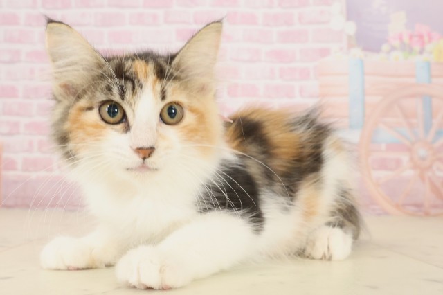 岡山県のノルウェージャンフォレストキャット (Coo&RIKU岡山店/2025年8月21日生まれ/女の子/トービーホワイト)の子猫の3枚目の画像