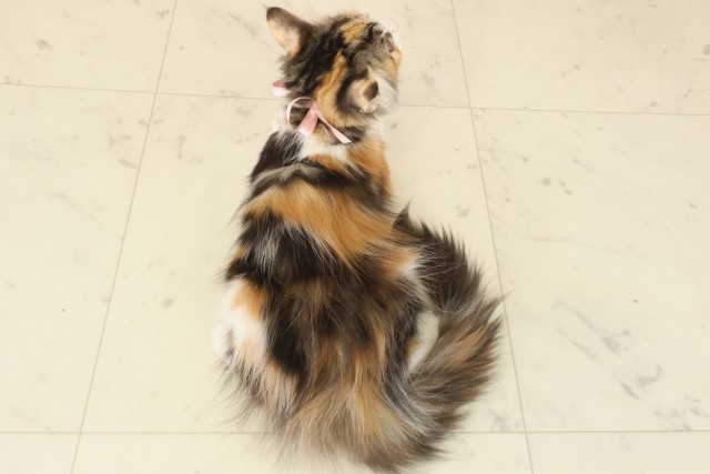 岡山県のノルウェージャンフォレストキャット (Coo&RIKU岡山店/2025年8月21日生まれ/女の子/トービーホワイト)の子猫の4枚目の画像