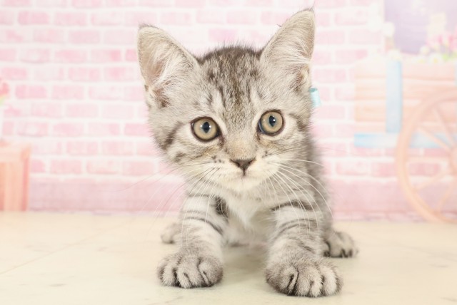 広島県のミヌエット (Coo&RIKU東広島店/2025年10月1日生まれ/男の子/シルバータビー)の子猫の1枚目の画像