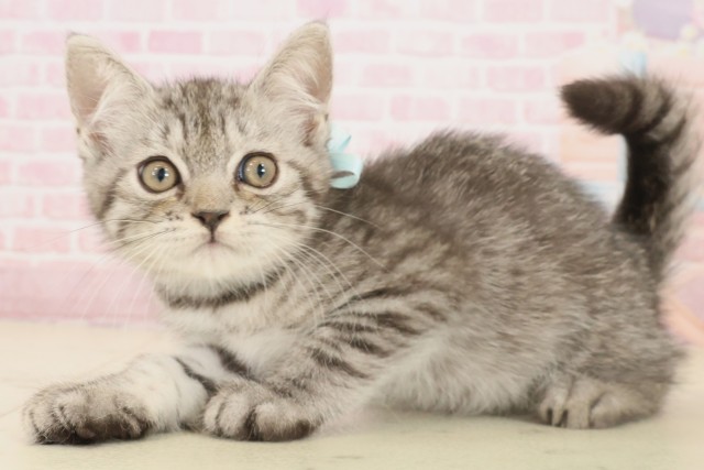 広島県のミヌエット (Coo&RIKU東広島店/2025年10月1日生まれ/男の子/シルバータビー)の子猫の3枚目の画像