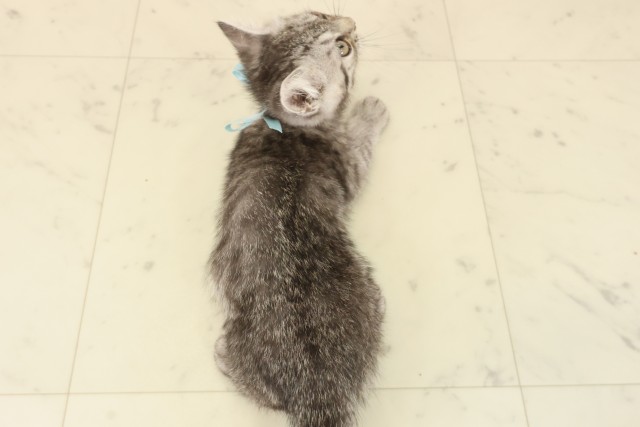 広島県のミヌエット (Coo&RIKU東広島店/2025年10月1日生まれ/男の子/シルバータビー)の子猫の4枚目の画像