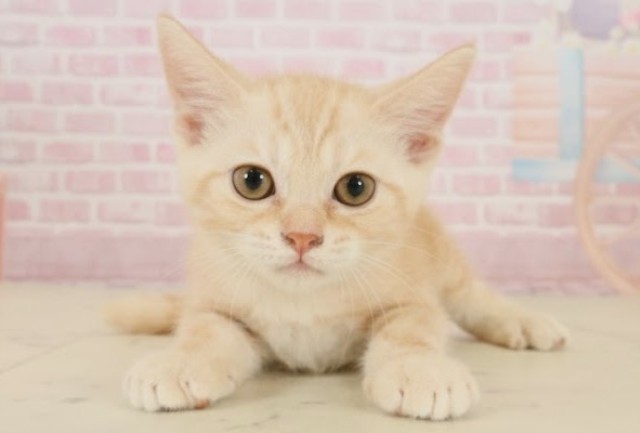 島根県のアメリカンショートヘアー (Coo&RIKU出雲店/2025年9月12日生まれ/男の子/レッドタビー)の子猫の1枚目の画像