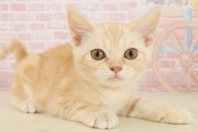 島根県のアメリカンショートヘアー (Coo&RIKU出雲店/2025年9月12日生まれ/男の子/レッドタビー)の子猫の2枚目の画像