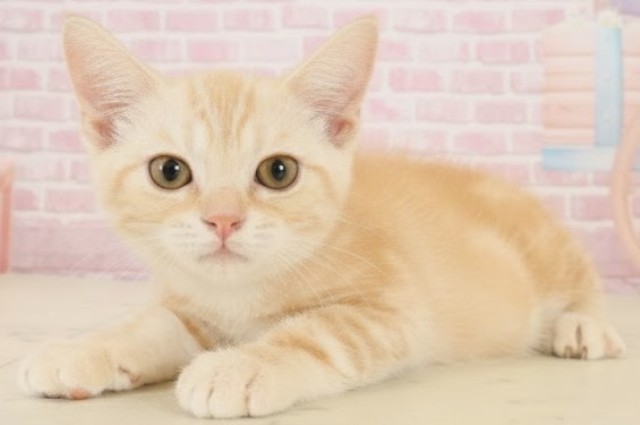 島根県のアメリカンショートヘアー (Coo&RIKU出雲店/2025年9月12日生まれ/男の子/レッドタビー)の子猫の3枚目の画像