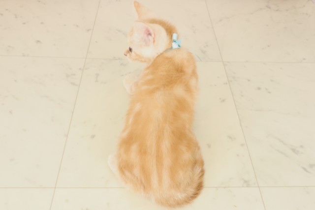 島根県のアメリカンショートヘアー (Coo&RIKU出雲店/2025年9月12日生まれ/男の子/レッドタビー)の子猫の4枚目の画像