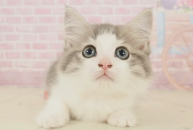 ノルウェージャン・フォレストキャット