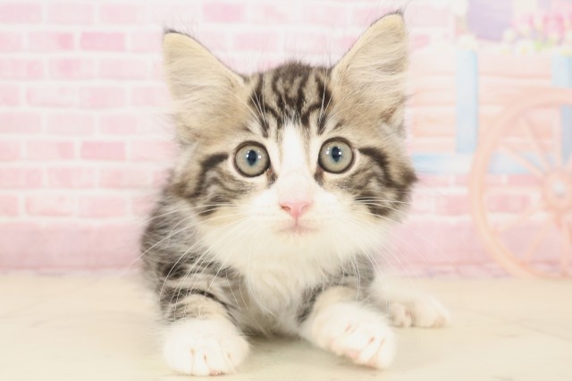 愛媛県のノルウェージャンフォレストキャット (Coo&RIKUイオンタウン川之江店/2025年9月26日生まれ/男の子/ブラウンタビーホワイト)の子猫の1枚目の画像