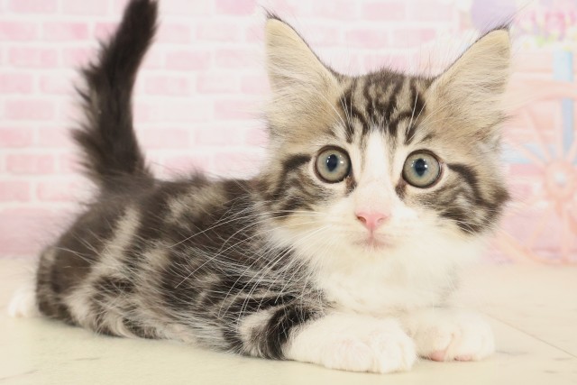 愛媛県のノルウェージャンフォレストキャット (Coo&RIKUイオンタウン川之江店/2025年9月26日生まれ/男の子/ブラウンタビーホワイト)の子猫の2枚目の画像