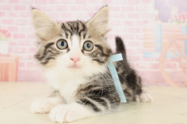 愛媛県のノルウェージャンフォレストキャット (Coo&RIKUイオンタウン川之江店/2025年9月26日生まれ/男の子/ブラウンタビーホワイト)の子猫の3枚目の画像