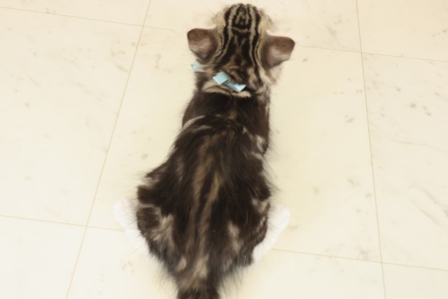 愛媛県のノルウェージャンフォレストキャット (Coo&RIKUイオンタウン川之江店/2025年9月26日生まれ/男の子/ブラウンタビーホワイト)の子猫の4枚目の画像