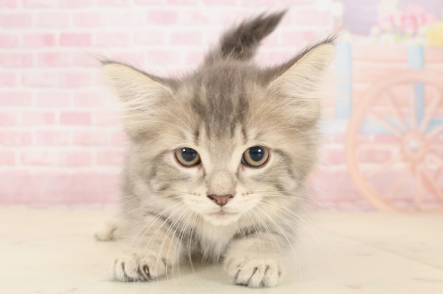 ノルウェージャン・フォレストキャット