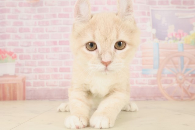 山口県のアメリカンカール (Coo&RIKUサンパークあじす店/2025年8月12日生まれ/女の子/クリームタビー)の子猫の1枚目の画像
