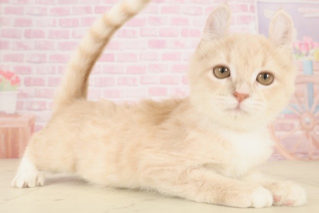 山口県のアメリカンカール (Coo&RIKUサンパークあじす店/2025年8月12日生まれ/女の子/クリームタビー)の子猫の2枚目の画像