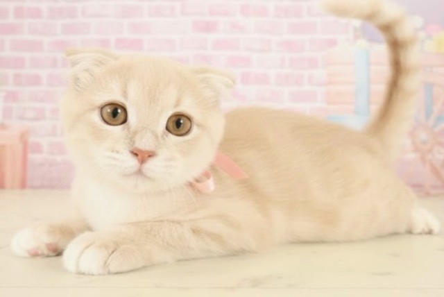 山口県のアメリカンカール (Coo&RIKUサンパークあじす店/2025年8月12日生まれ/女の子/クリームタビー)の子猫の3枚目の画像