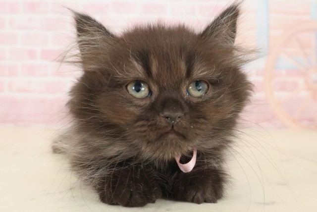 鹿児島県のペルシャ (Coo&RIKU霧島店/2025年9月22日生まれ/女の子/ブラック)の子猫の1枚目の画像