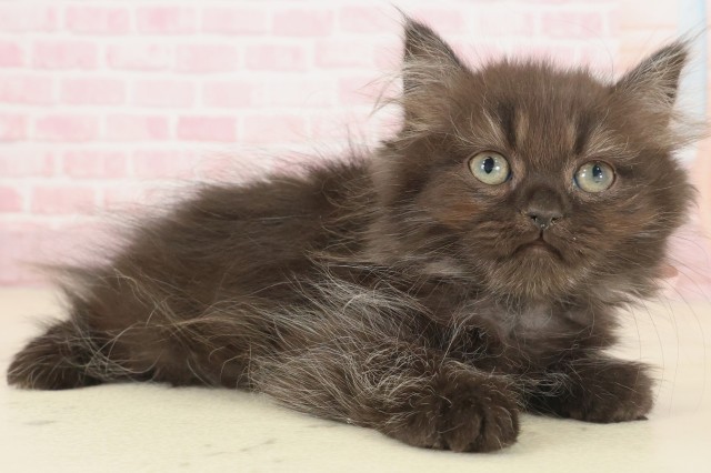 鹿児島県のペルシャ (Coo&RIKU霧島店/2025年9月22日生まれ/女の子/ブラック)の子猫の2枚目の画像