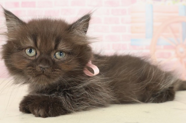 鹿児島県のペルシャ (Coo&RIKU霧島店/2025年9月22日生まれ/女の子/ブラック)の子猫の3枚目の画像