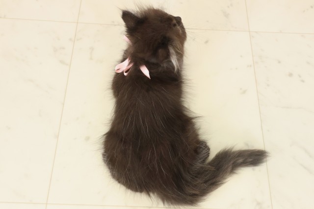 鹿児島県のペルシャ (Coo&RIKU霧島店/2025年9月22日生まれ/女の子/ブラック)の子猫の4枚目の画像