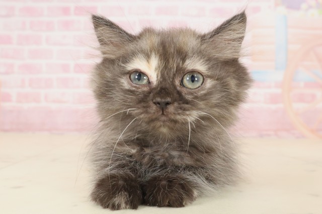 長崎県のペルシャ (Coo&RIKU長崎浜町店/2025年9月22日生まれ/女の子/トーティーシェル)の子猫の1枚目の画像
