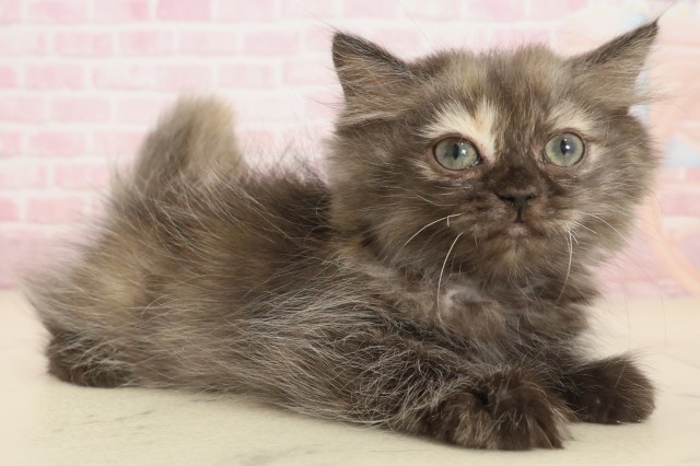 長崎県のペルシャ (Coo&RIKU長崎浜町店/2025年9月22日生まれ/女の子/トーティーシェル)の子猫の2枚目の画像