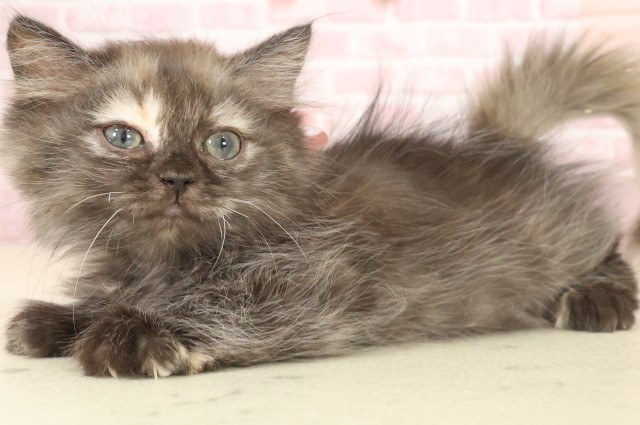 長崎県のペルシャ (Coo&RIKU長崎浜町店/2025年9月22日生まれ/女の子/トーティーシェル)の子猫の3枚目の画像